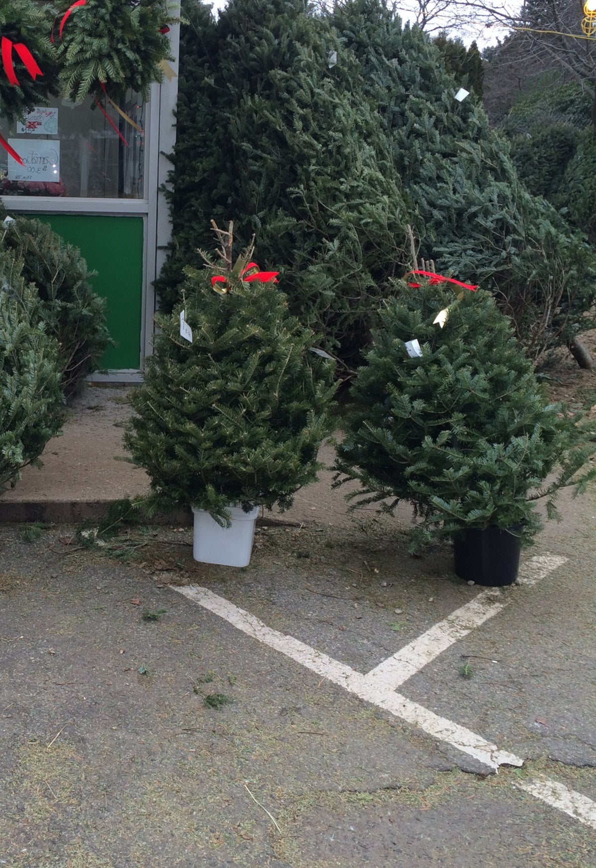 Balsam fir tabletop Christmas trees in pots, dark green foliage with red bows