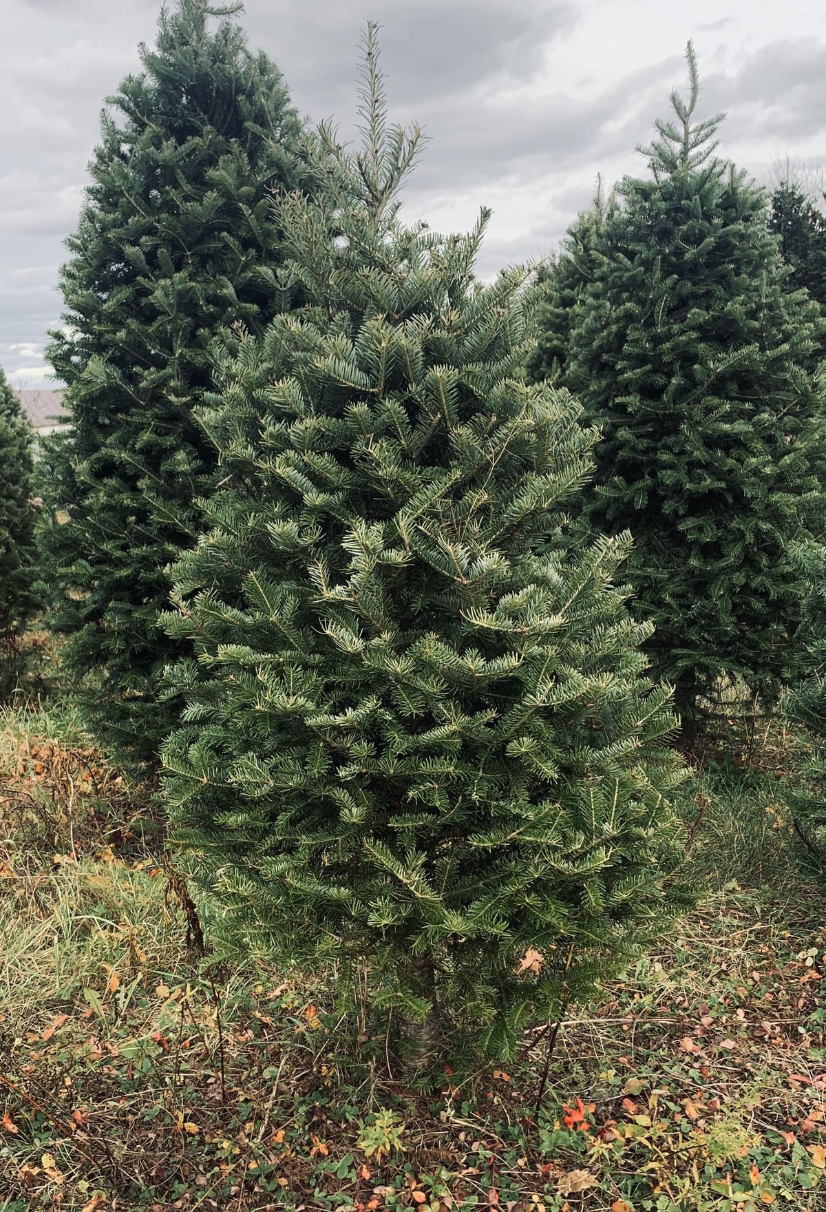 Real balsam fir tabletop Christmas tree, dark green needles on a stand