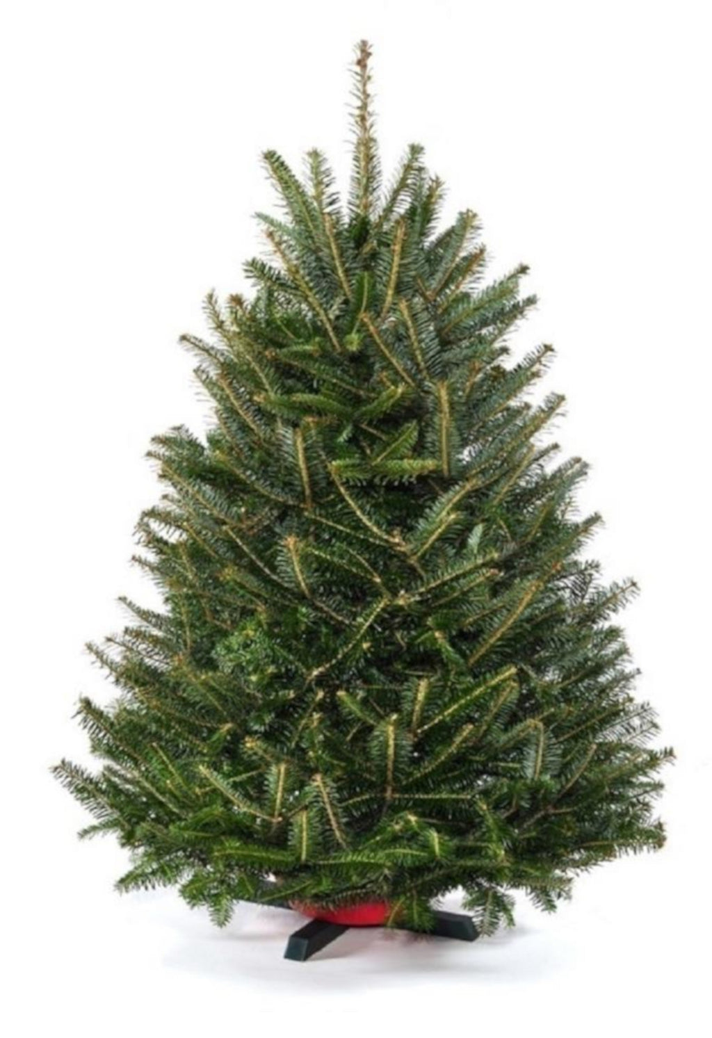 Balsam fir tabletop Christmas tree, dark green needles on black base with red ribbon