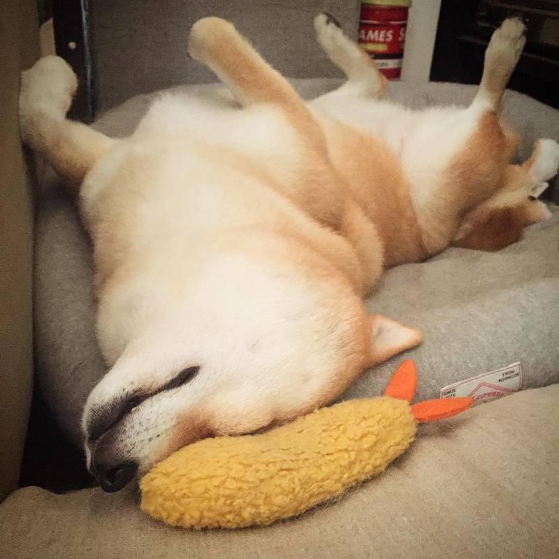 Shiba Inu lying on couch with yellow shrimp plush dog chew toy