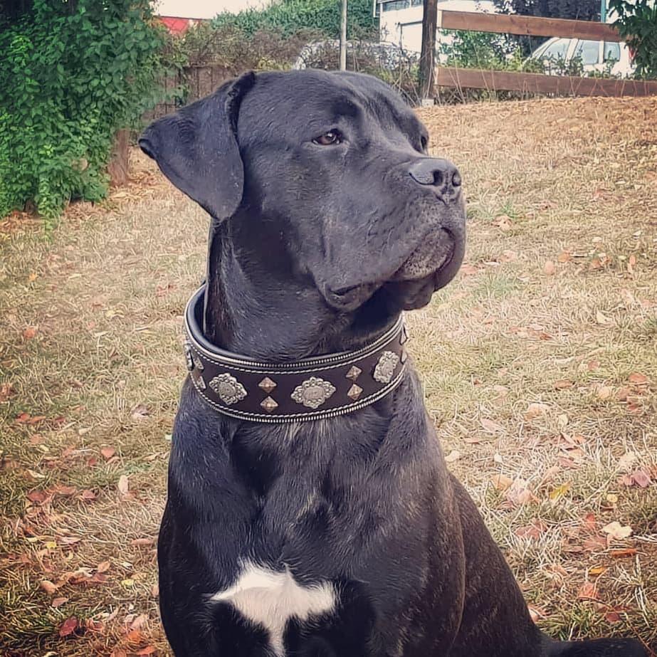 Black dog collar with Aztec-style medallion panels and triangular gold-tone studs