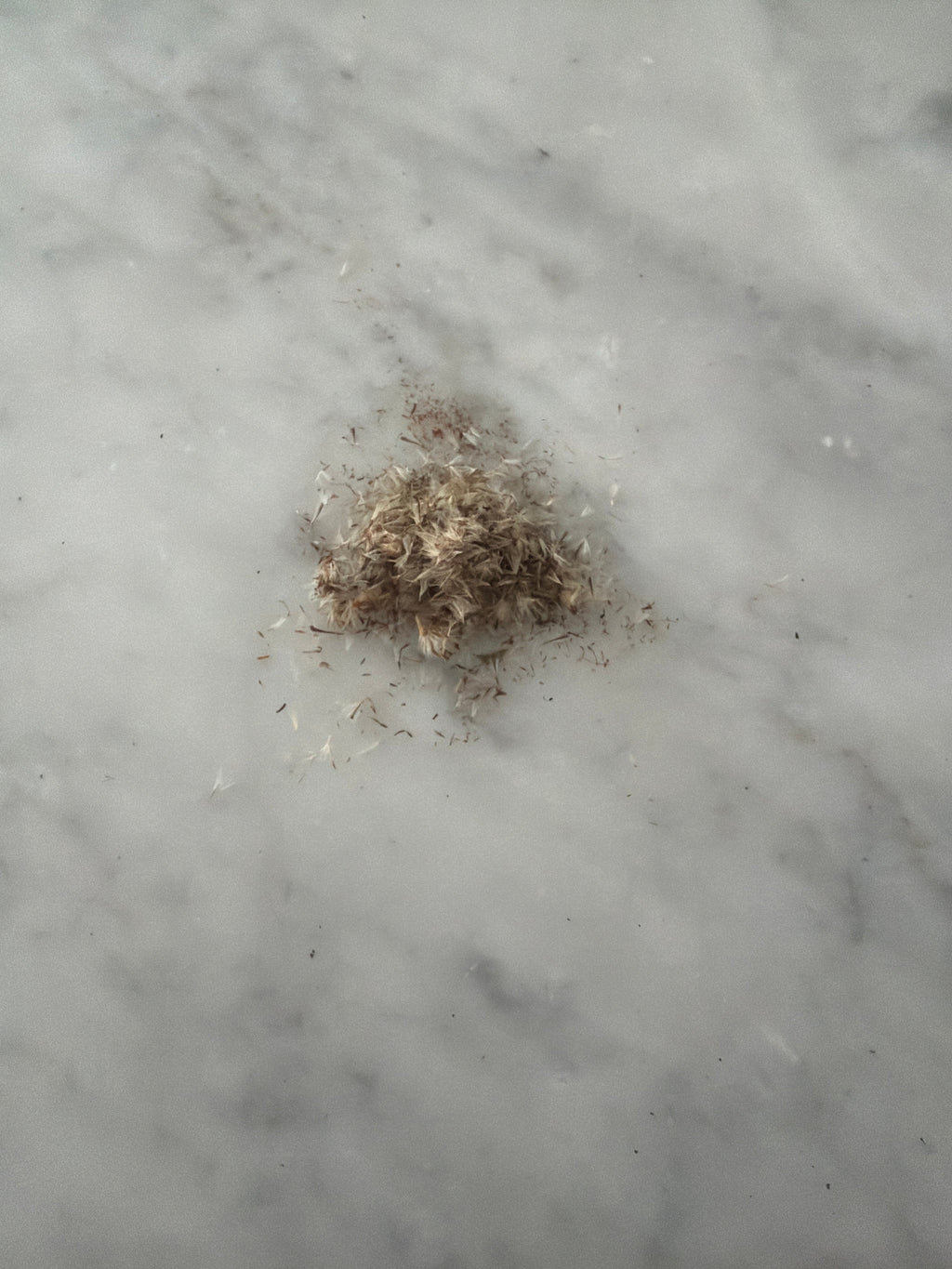 Tall Goldenrod Seeds (Solidago altissima)