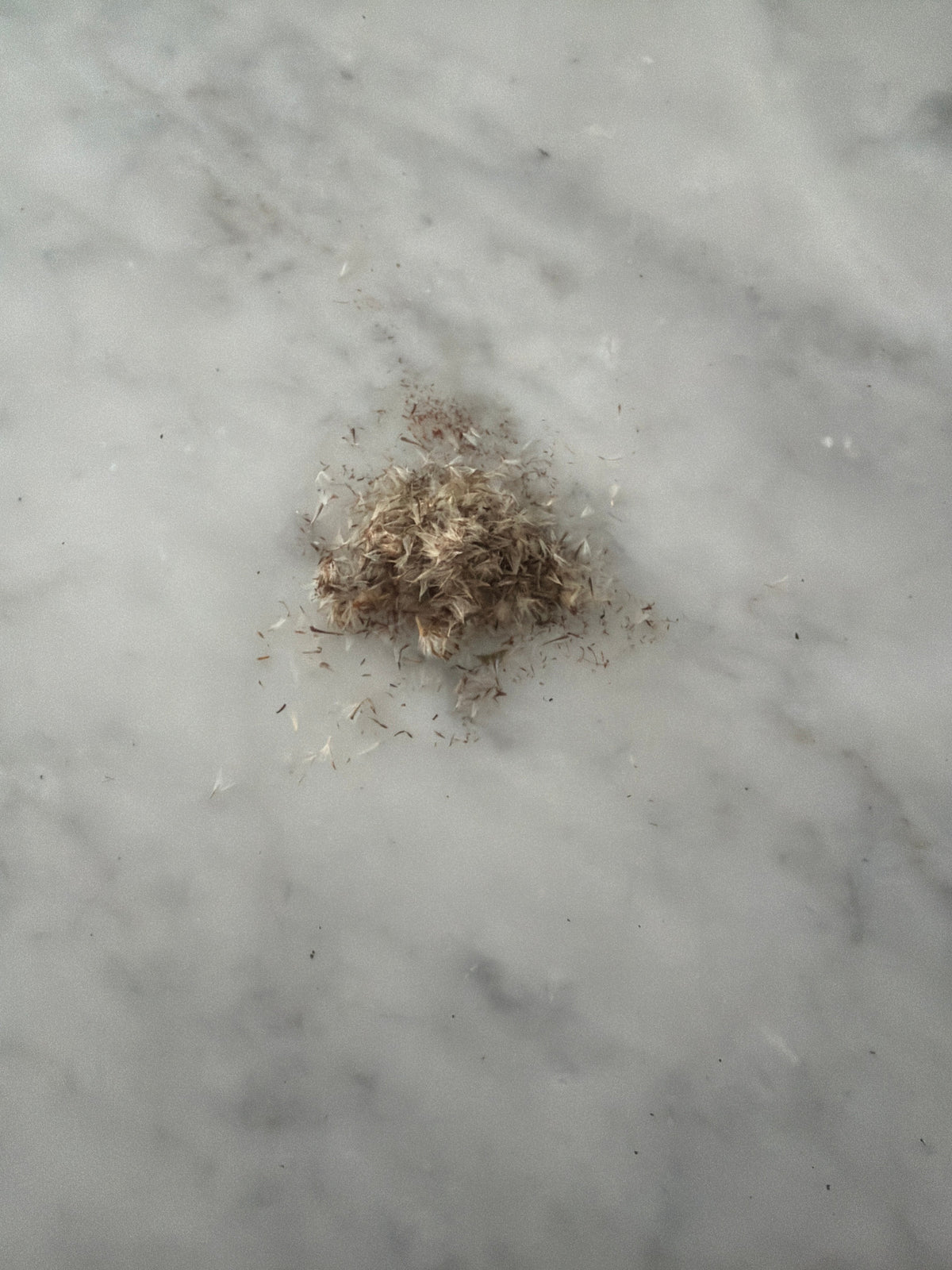 Tall Goldenrod Seeds (Solidago altissima)