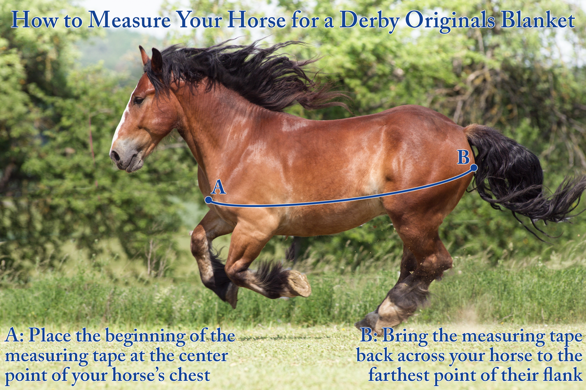 Horse wearing blanket with measuring tape shown across chest and flank