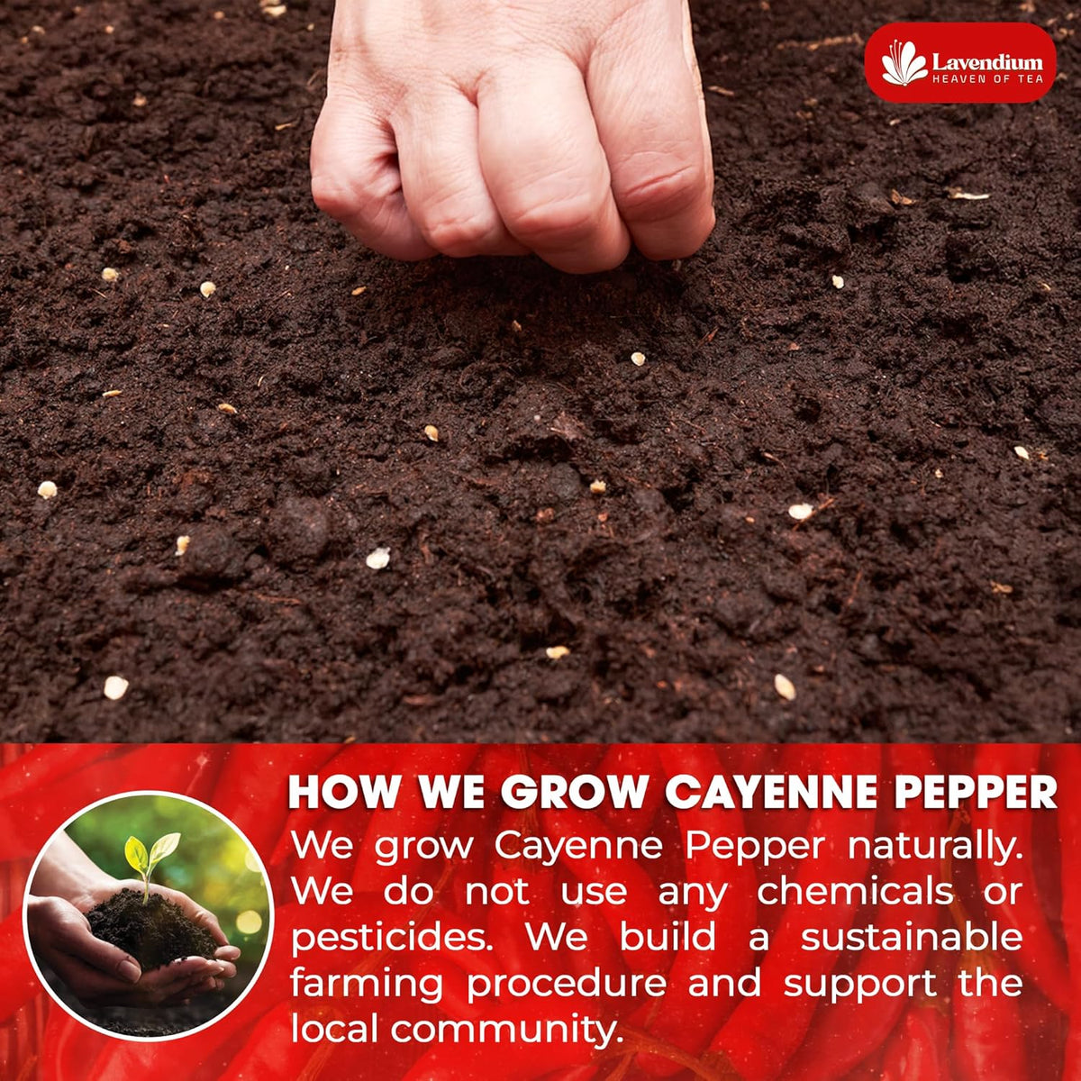 Hand pointing at dark soil with small sprouts, cayenne pepper growing outdoors