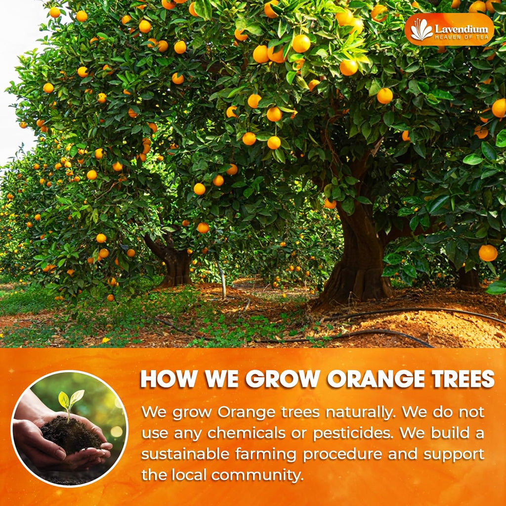 Orange grove tree with small orange fruits growing on branches