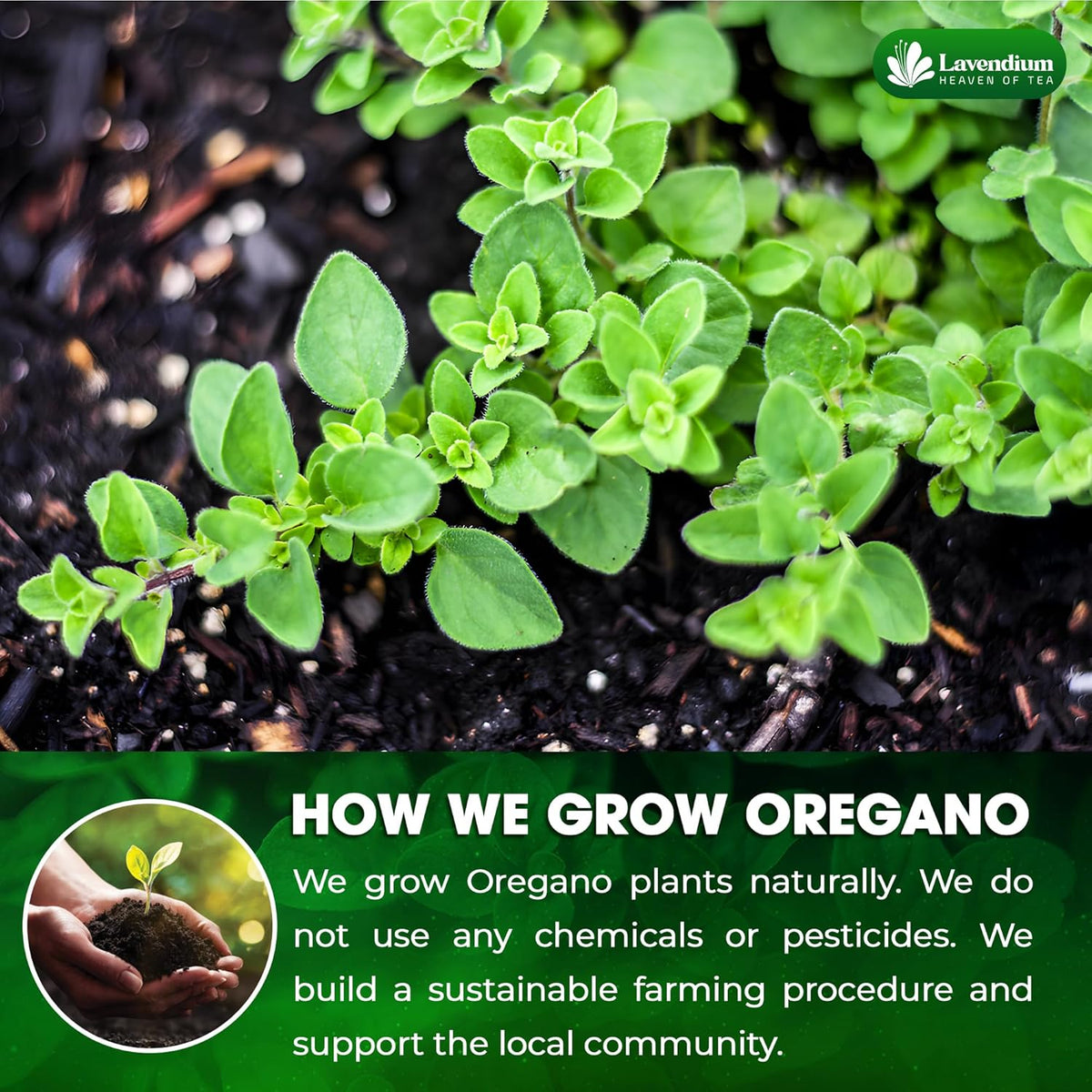 Fresh oregano plant with dense green leaves growing from dark soil