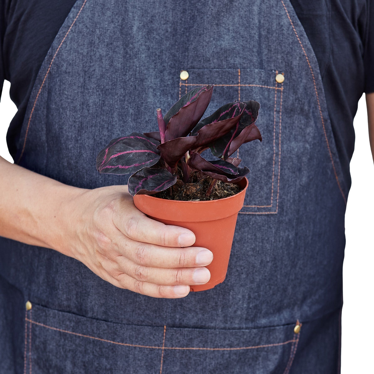 Calathea 'Dottie' in terracotta pot held in hands, with burgundy and pink-striped leaves
