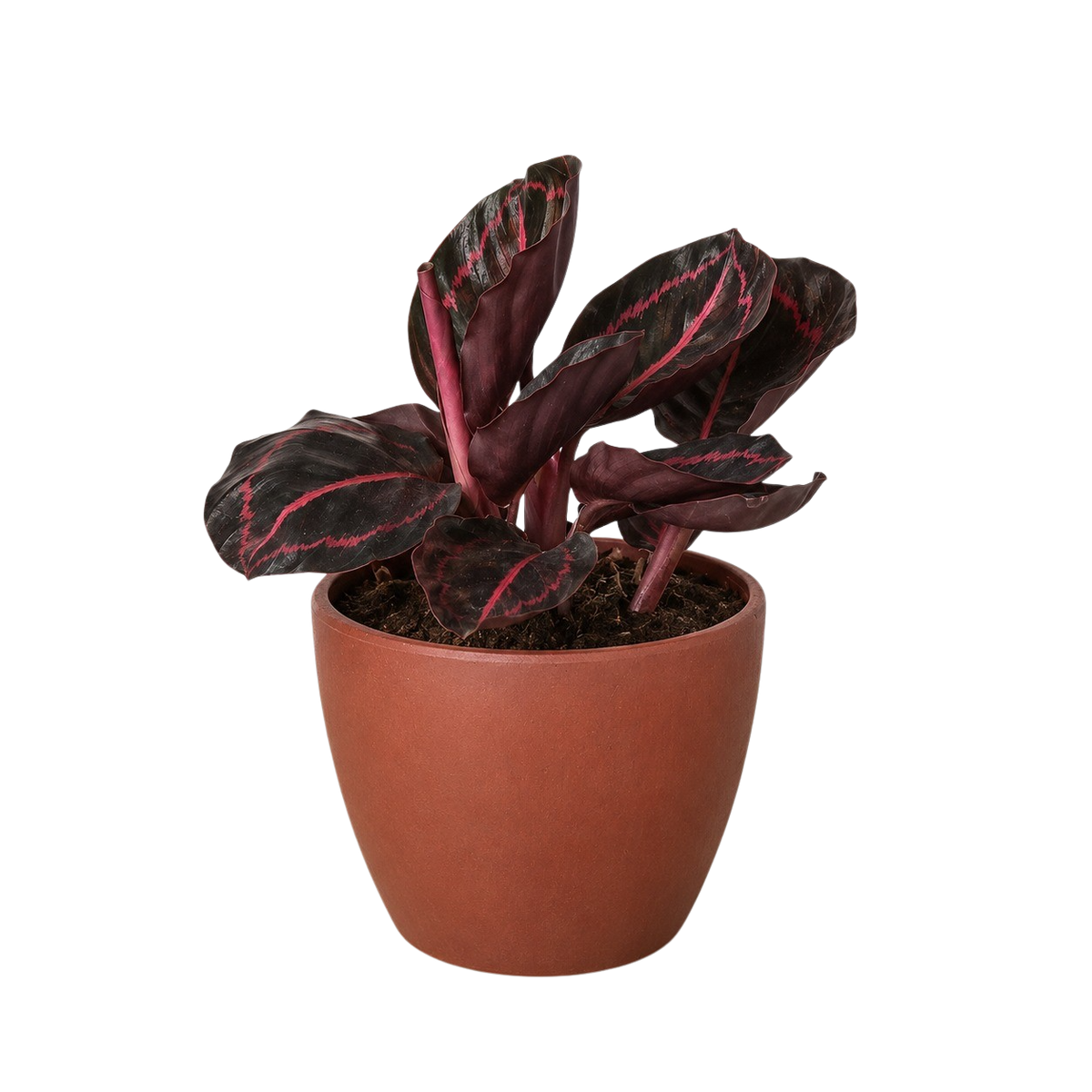 Potted Calathea 'Dottie' with dark burgundy leaves and pink streaks in terracotta pot