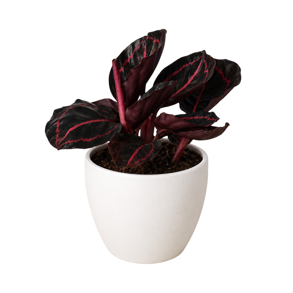 Calathea 'Dottie' in a white pot, dark maroon leaves with pink-red veins