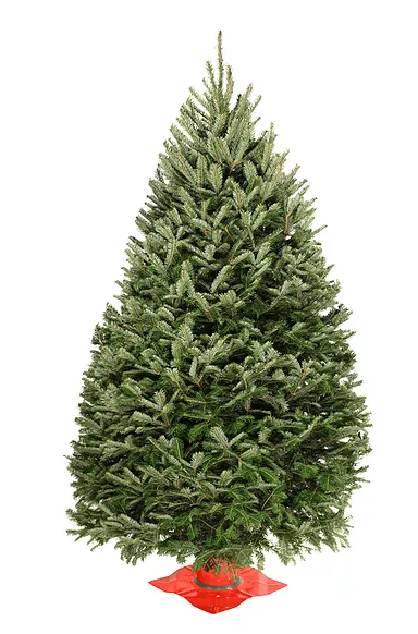 4-foot balsam fir Christmas tree with red base wrap, full green needles