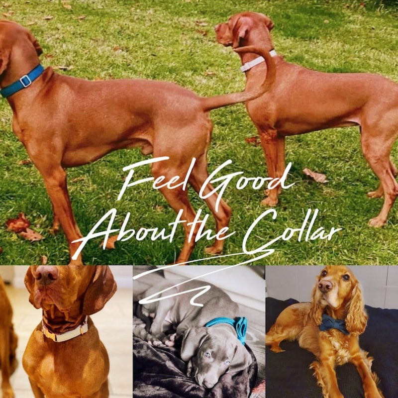 Two dogs wearing velvet collars with gold-tone hardware