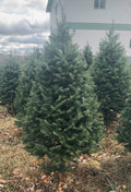 4-foot balsam fir Christmas tree, full green needle branches