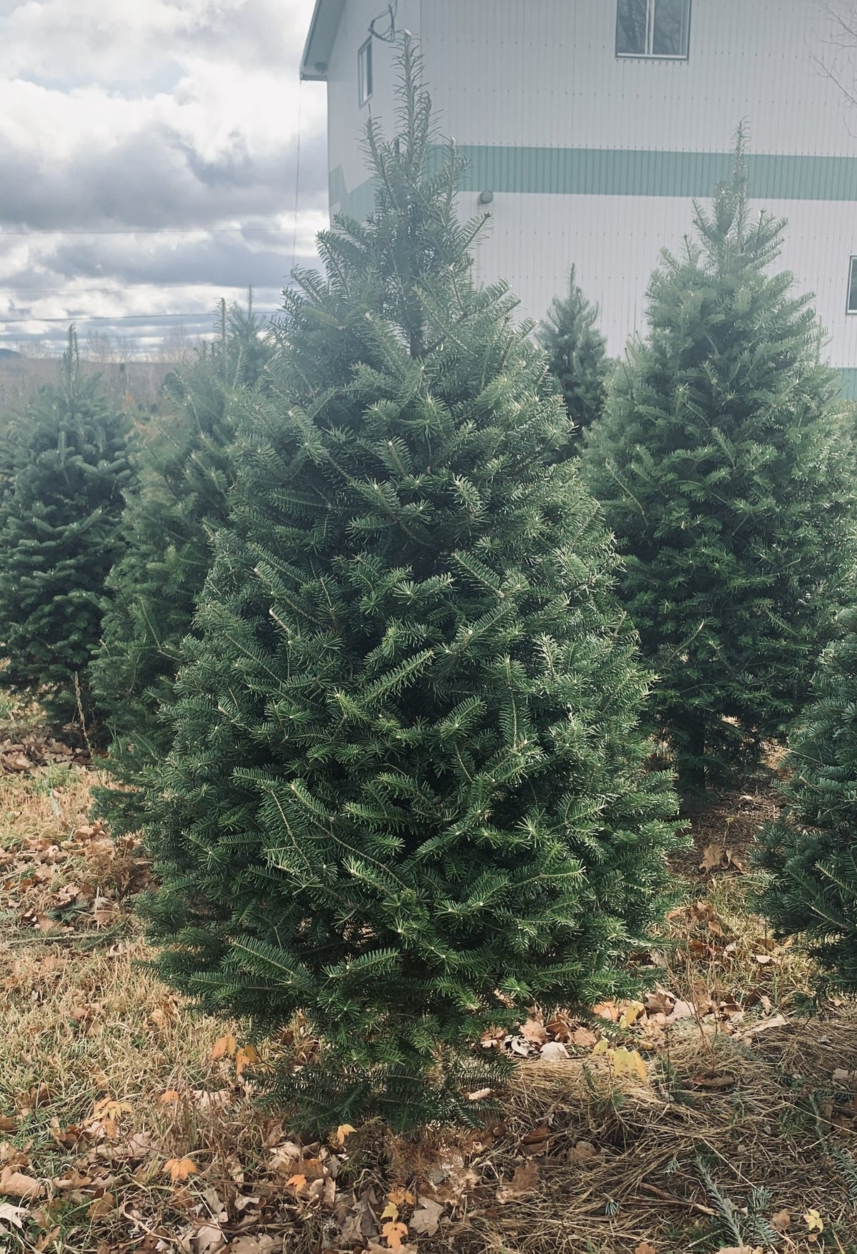 4-foot balsam fir Christmas tree, full green needle branches