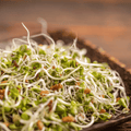 Salad sprout greens mix with white sprouts and green leaves in a shallow tray
