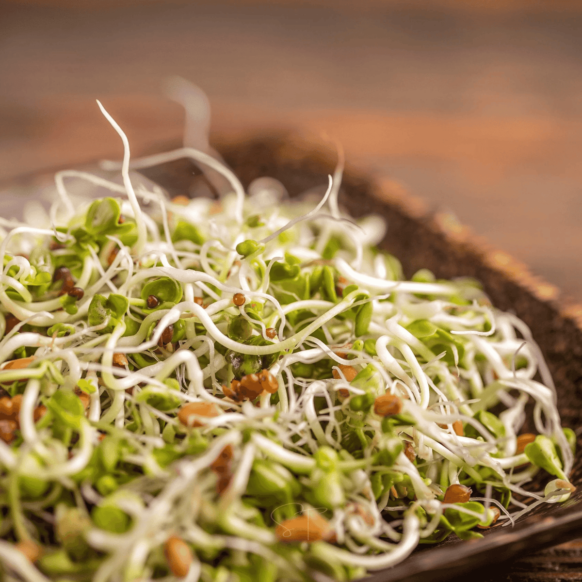 Salad sprout greens mix with white sprouts and green leaves in a shallow tray