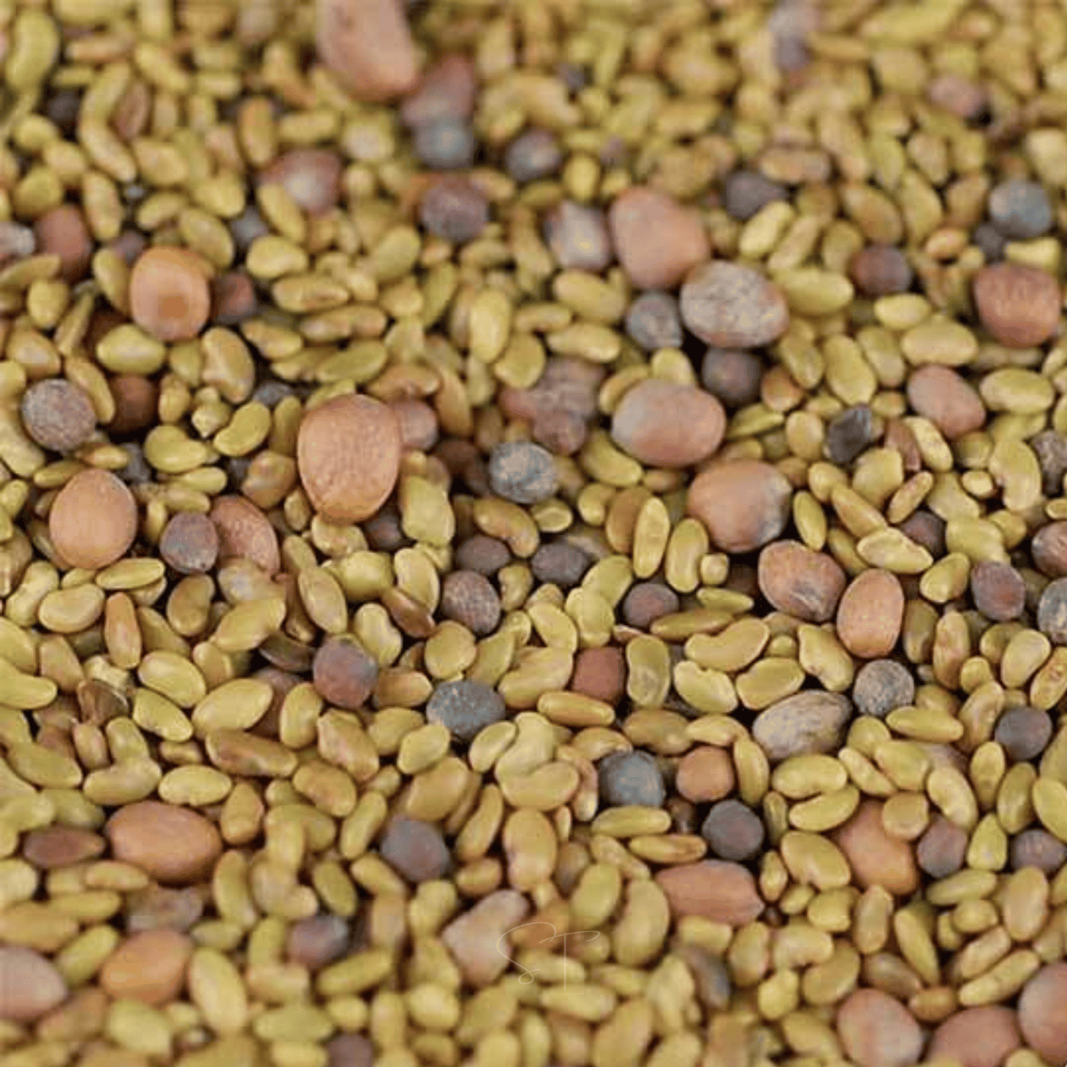 Sprouting seed mix assortment, yellow and brown seeds in close-up