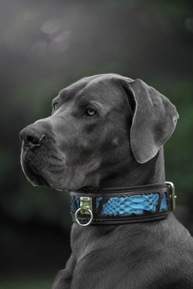 Blue python-inlay dog collar on gray dog, metal D-ring and buckle visible