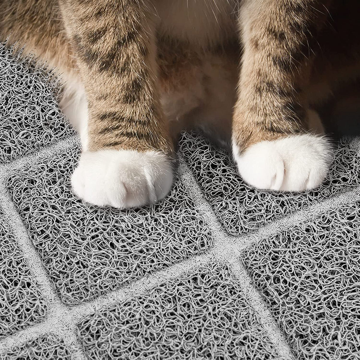 Close-up of a cat's paws on the textured gray litter mat