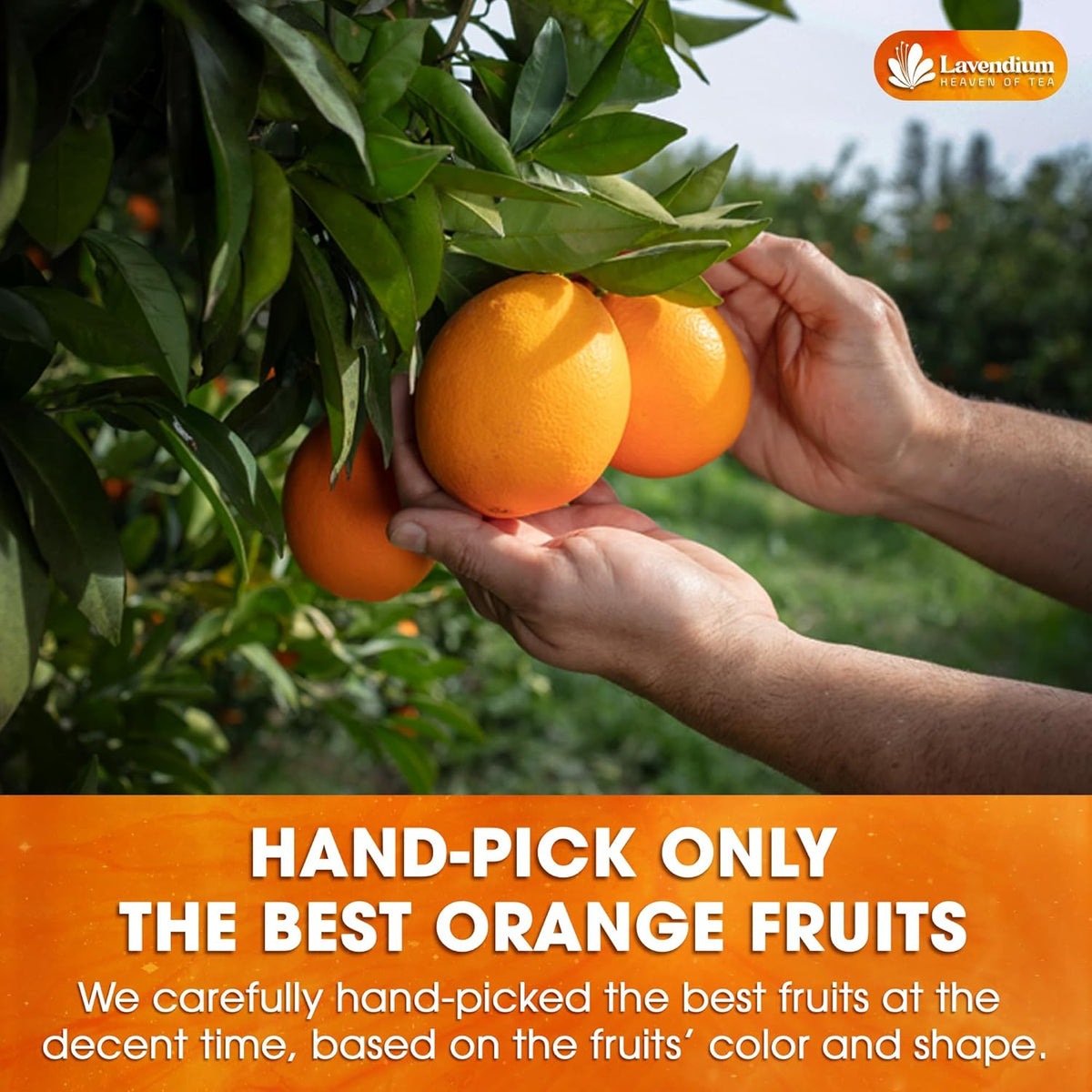 Hands holding fresh oranges on a tree branch