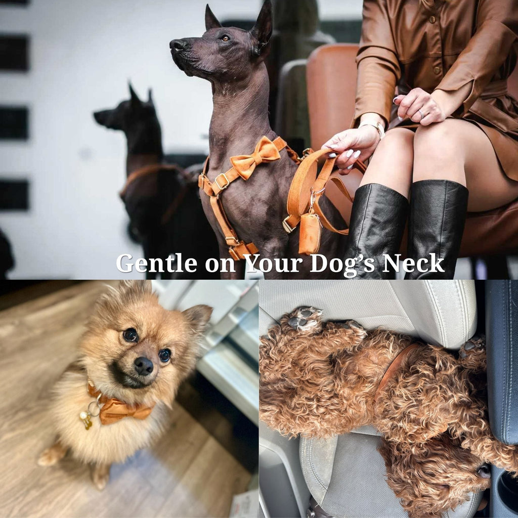 Orange velvet dog harness with matching leash and collar