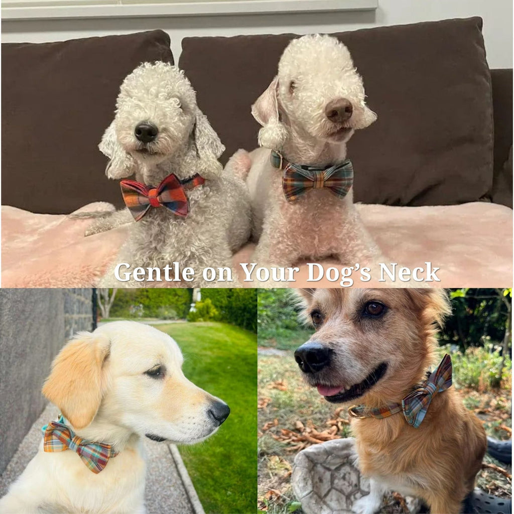 Small dogs wearing matching plaid bowties and harnesses on a couch and outdoors