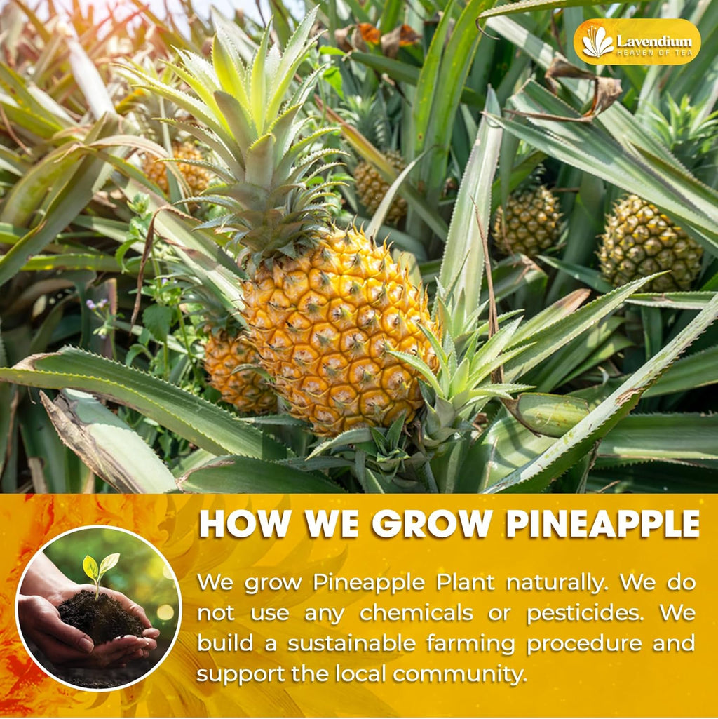 Fresh pineapples growing on a plant with spiky green leaves
