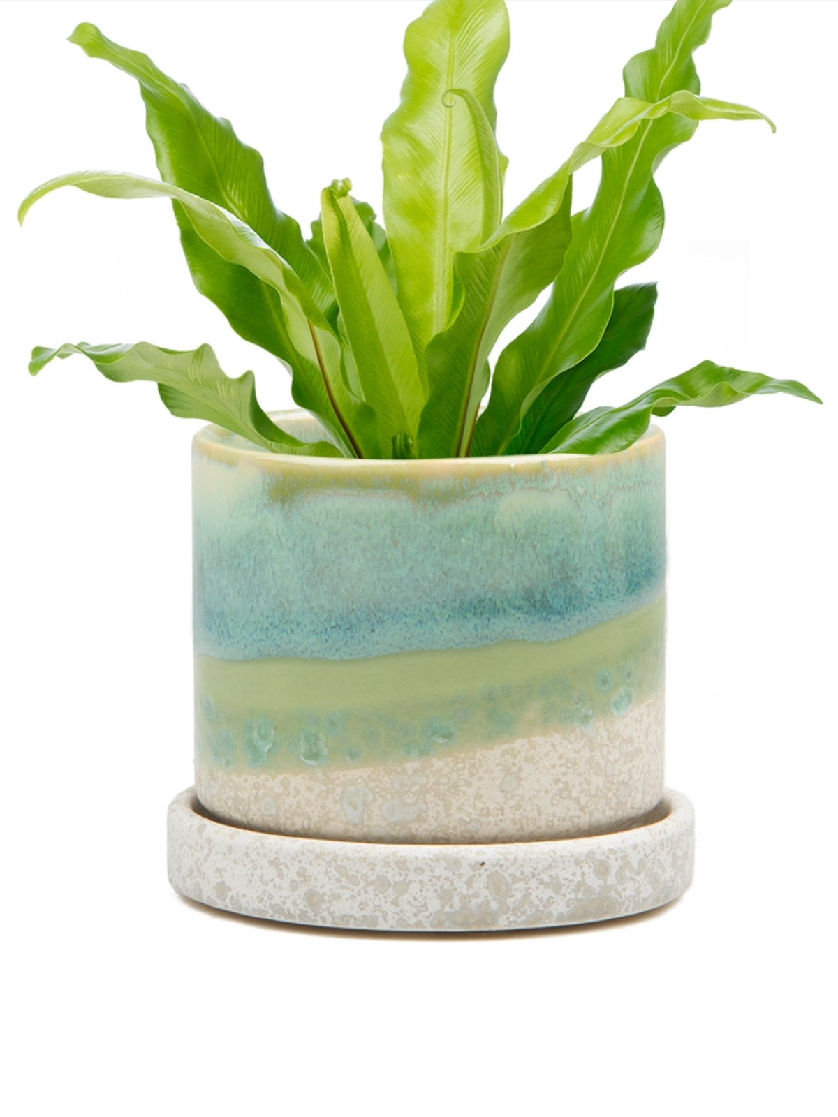 Ceramic plant pot and saucer with cement green glaze holding bright leafy plant