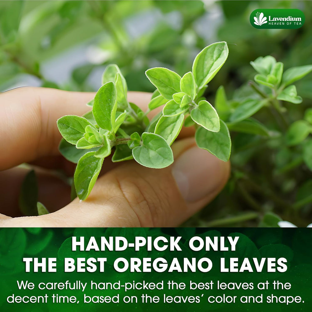 Hand holding fresh oregano sprigs with bright green leaves