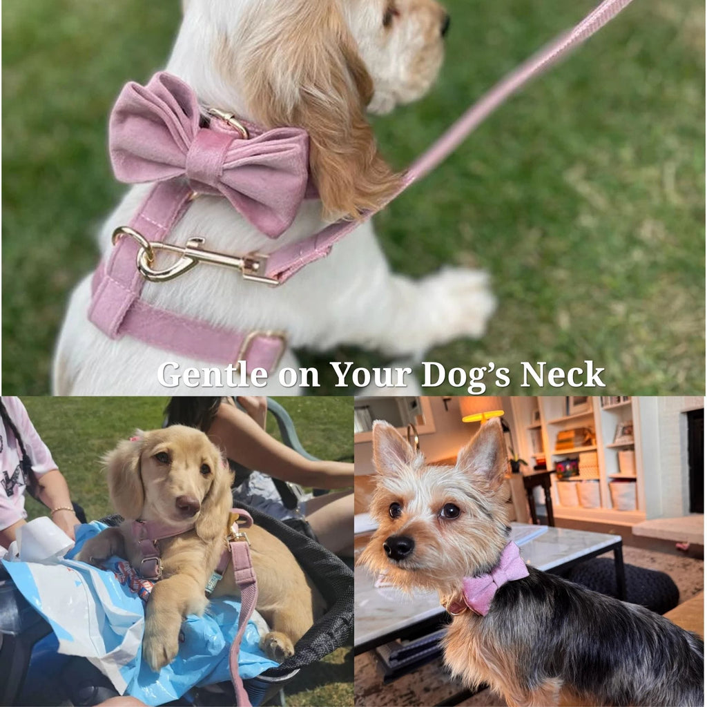 Small dog wearing dusty pink velvet bowtie with matching collar and leash
