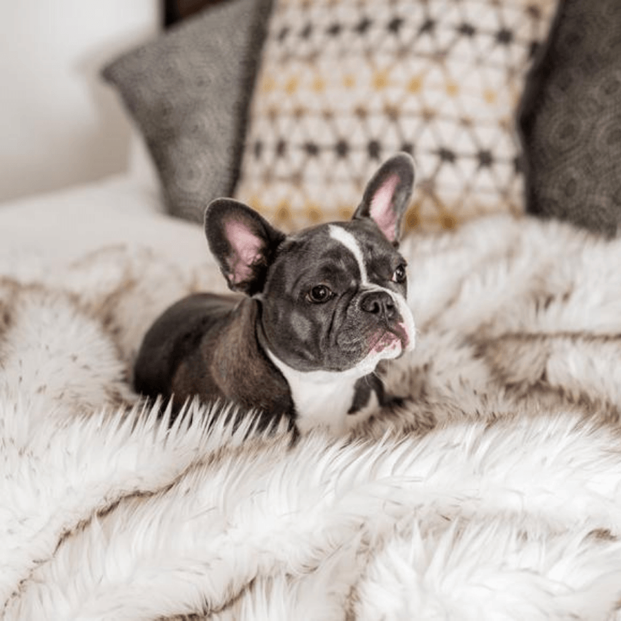 Waterproof faux-fur throw blanket with small dog resting on the pile