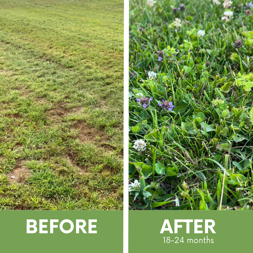 Lawn before-and-after split showing green grass with small purple flowers