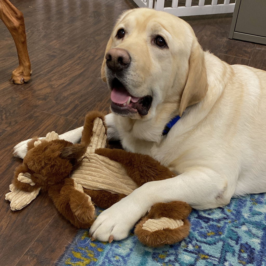 Durable plush moose dog toy in brown with cream fabric belly, held by light dog