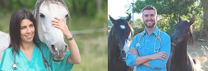 Veterinarian holding a horse with stethoscope, horse cookie treats lifestyle