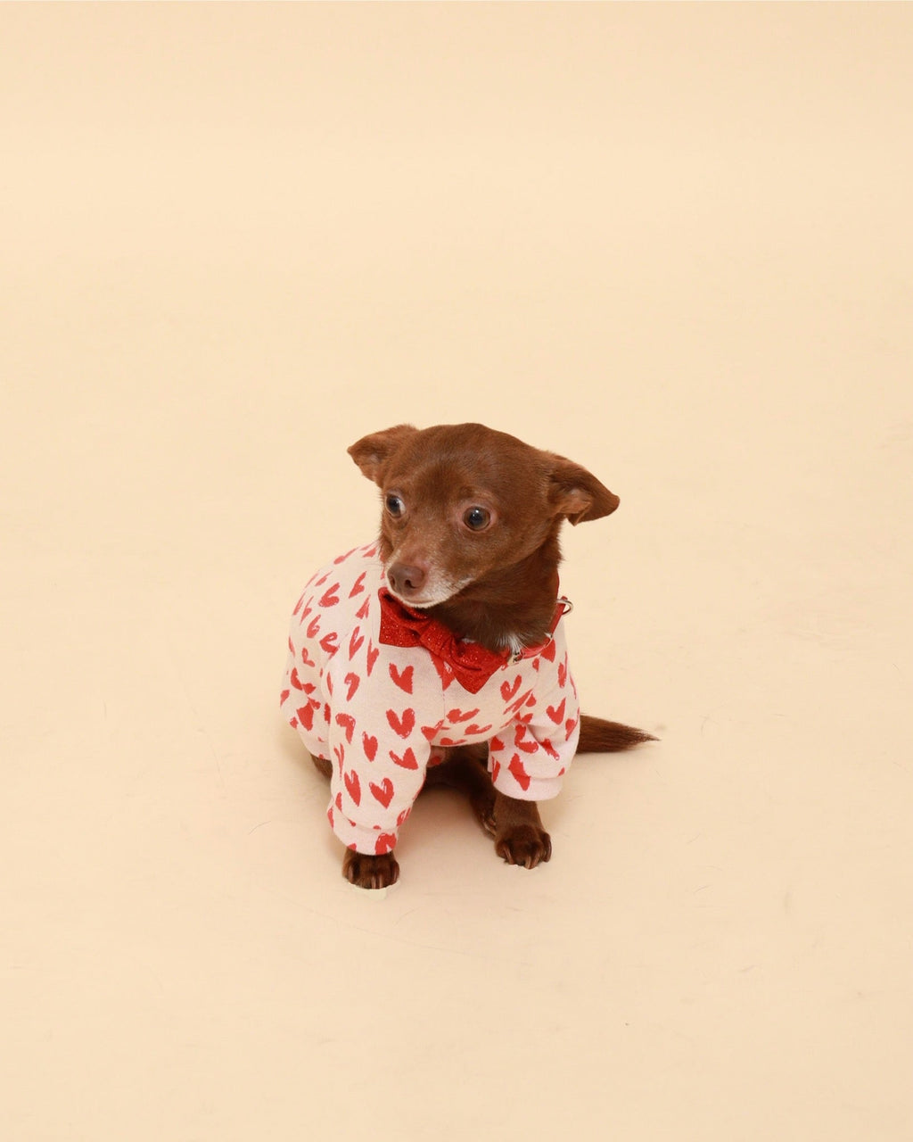 Dog wearing white cotton raglan shirt with red heart print and red bow collar