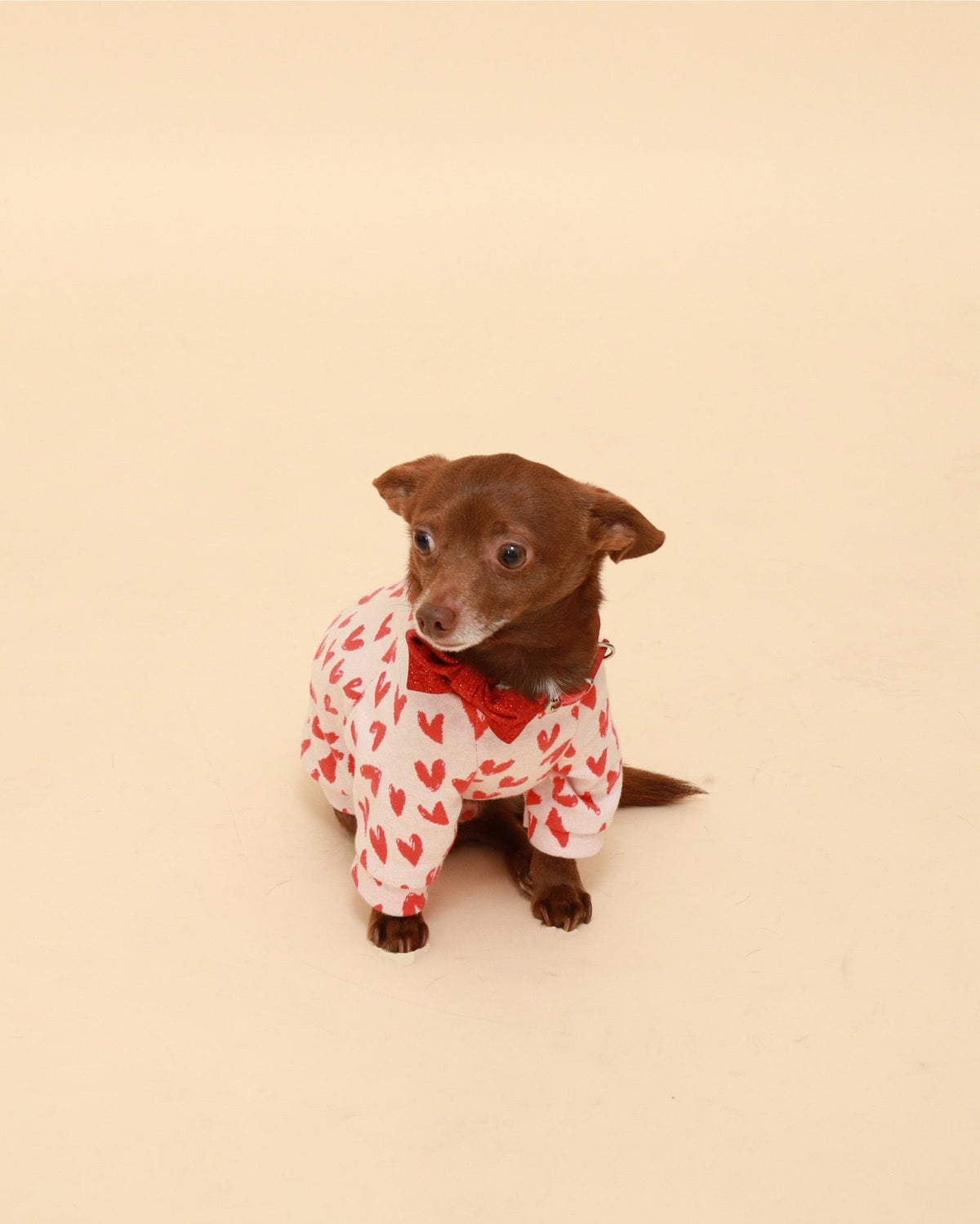 Dog wearing white cotton raglan shirt with red heart print and red bow collar