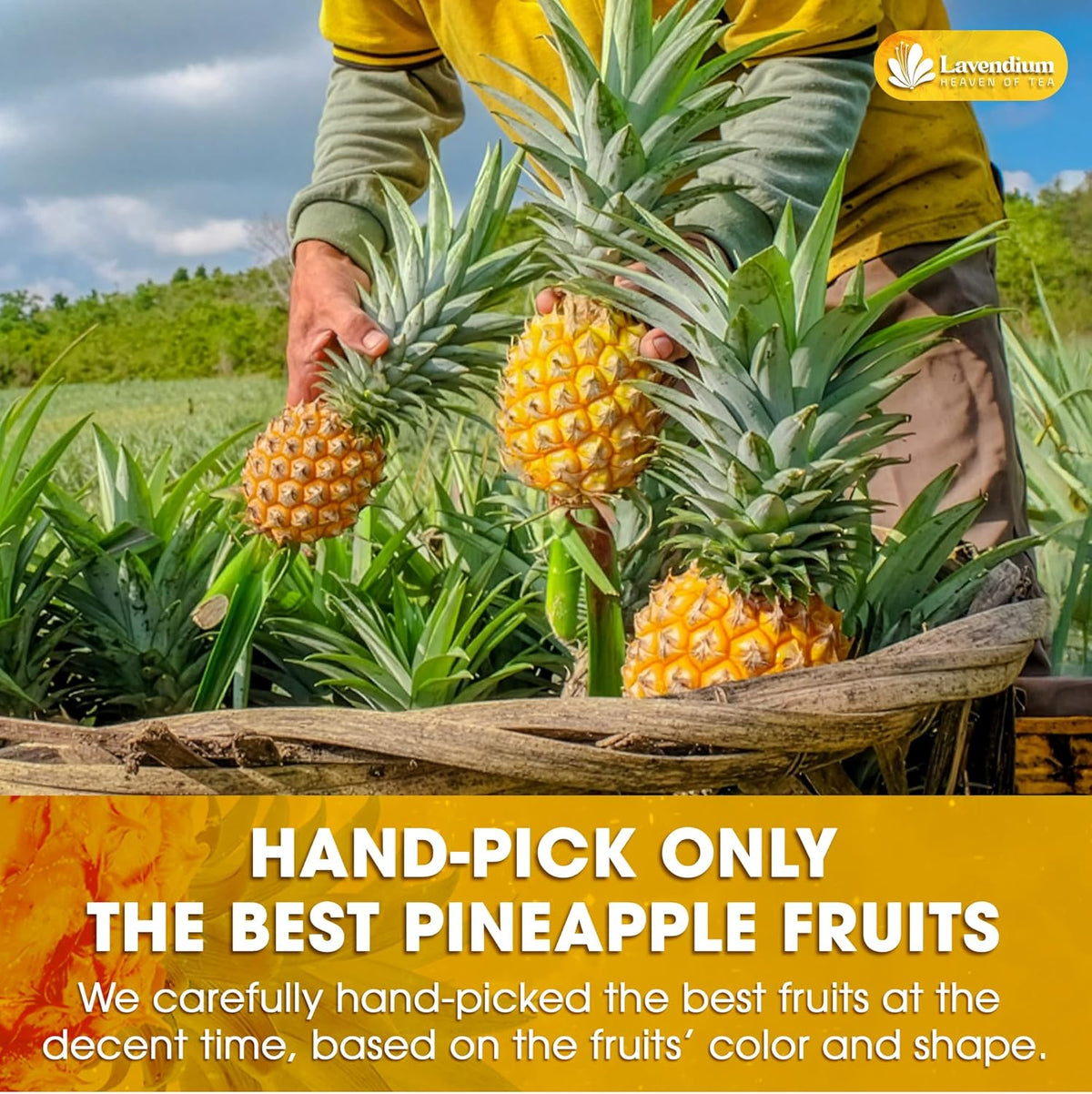 Farm worker holding hand-picked pineapples among lush green leaves