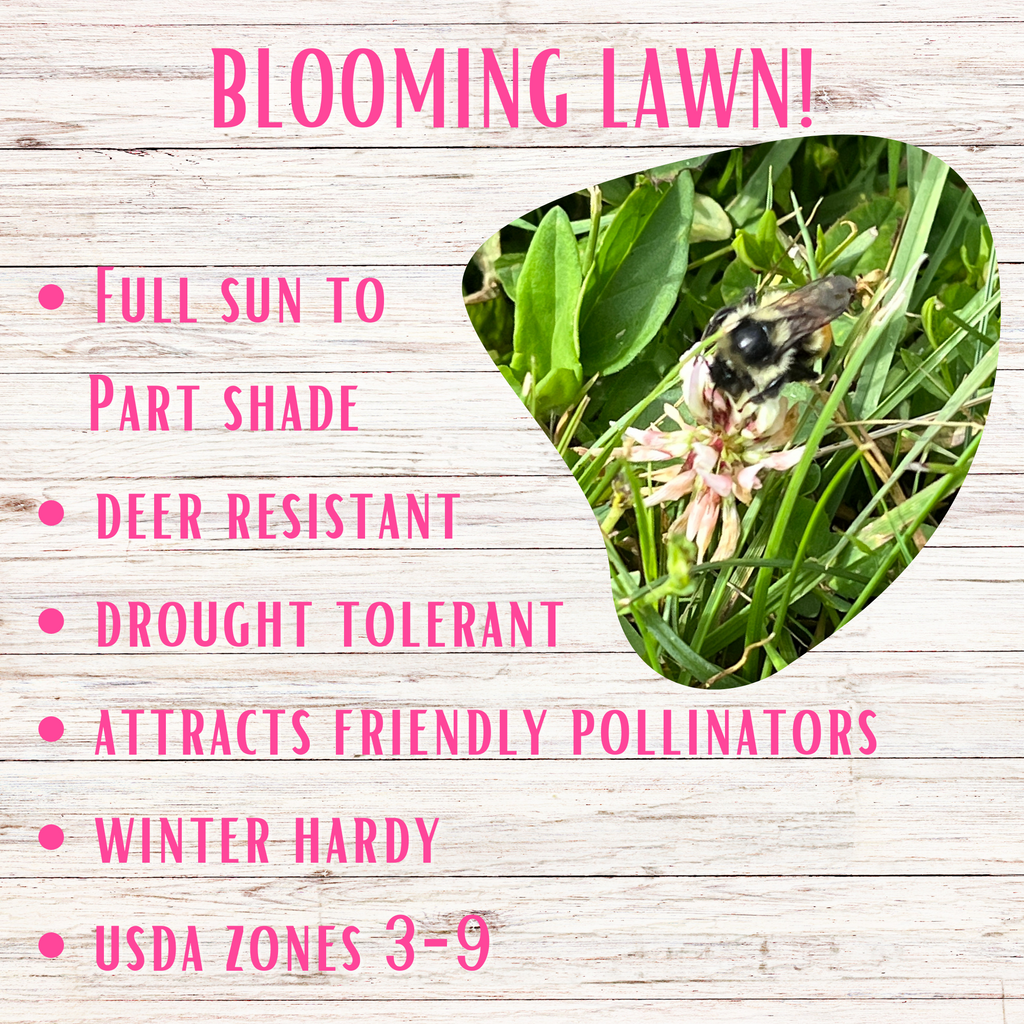 Bee lawn seed kit promo graphic with grass, dog, and benefits text