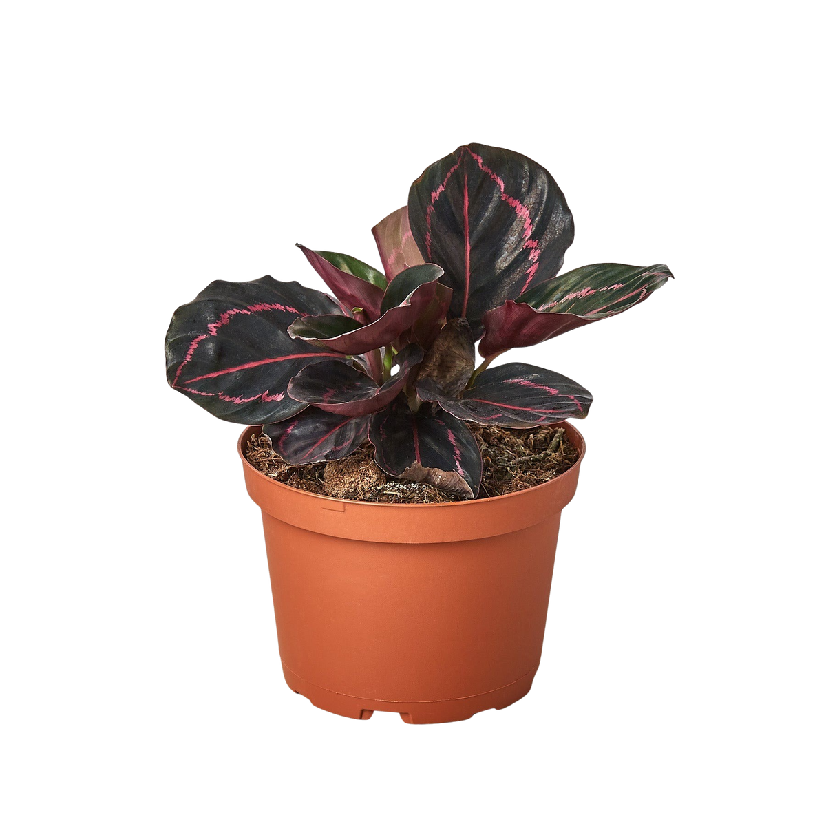 Calathea 'Dottie' in terracotta pot with dark leaves and bright pink veining