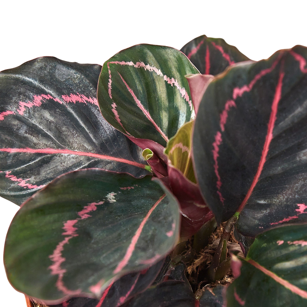 Close-up of Calathea 'Dottie' leaves with green centers and pink veining