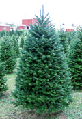 6 ft premium balsam fir Christmas tree in outdoor field, full green branches