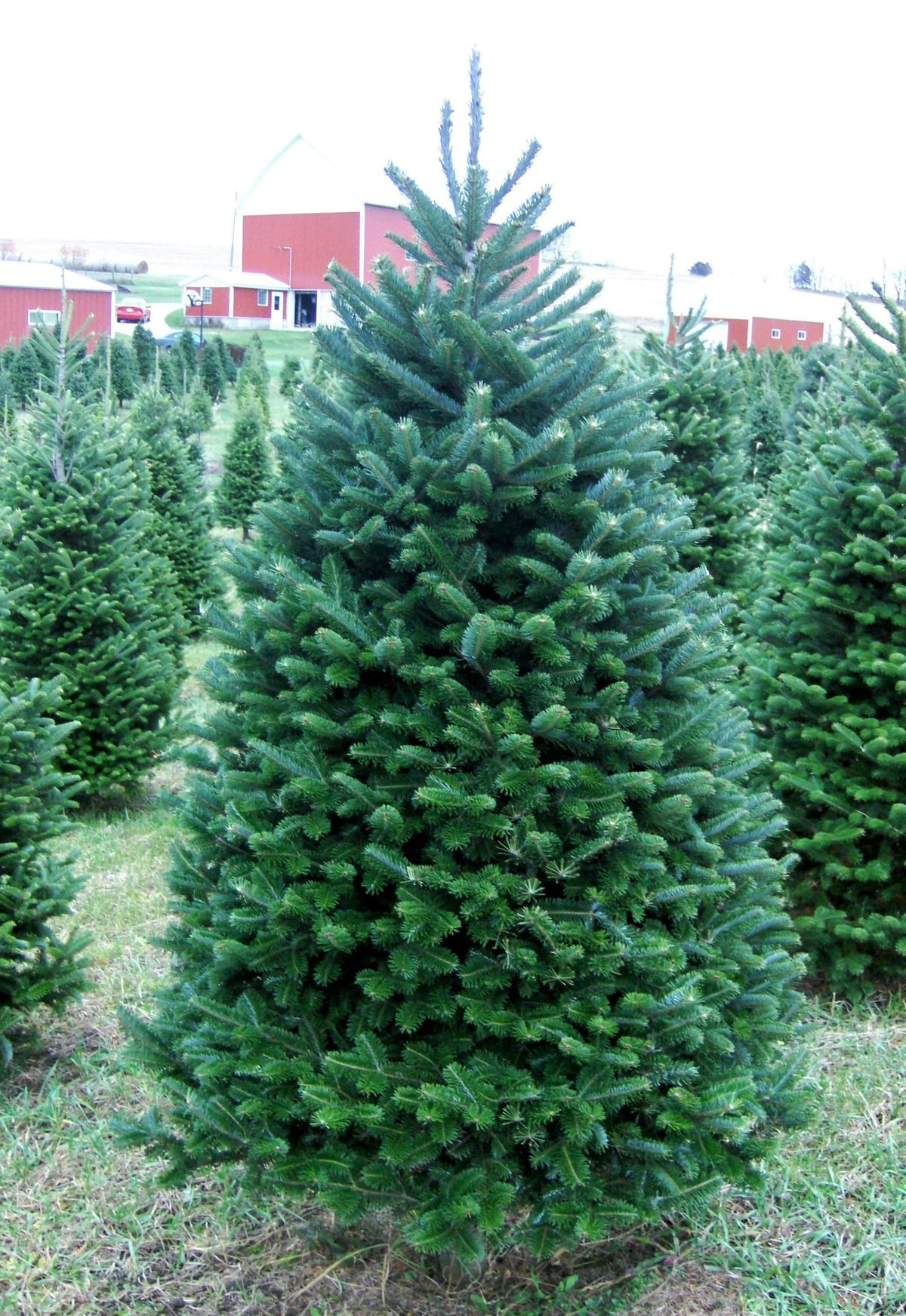 6 ft premium balsam fir Christmas tree in outdoor field, full green branches