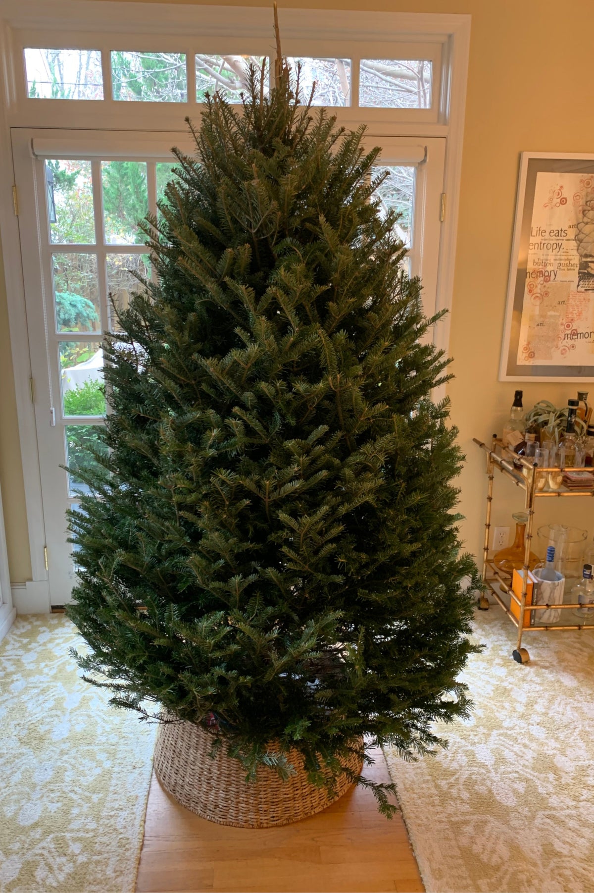 6 ft balsam fir Christmas tree standing in woven burlap pot indoors