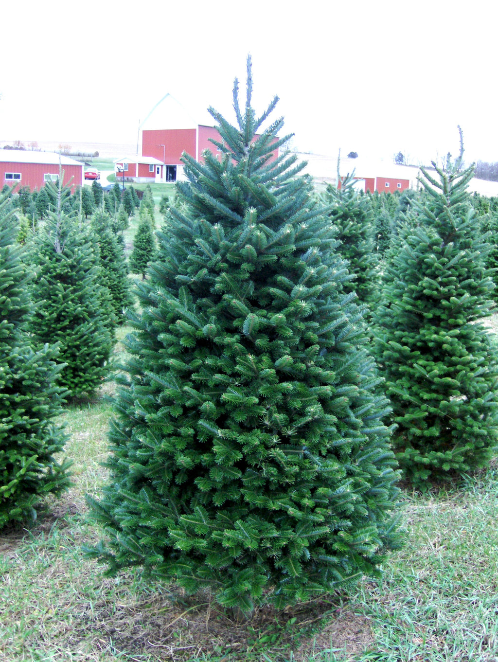 6 ft premium balsam fir Christmas tree outdoors, front view on grass