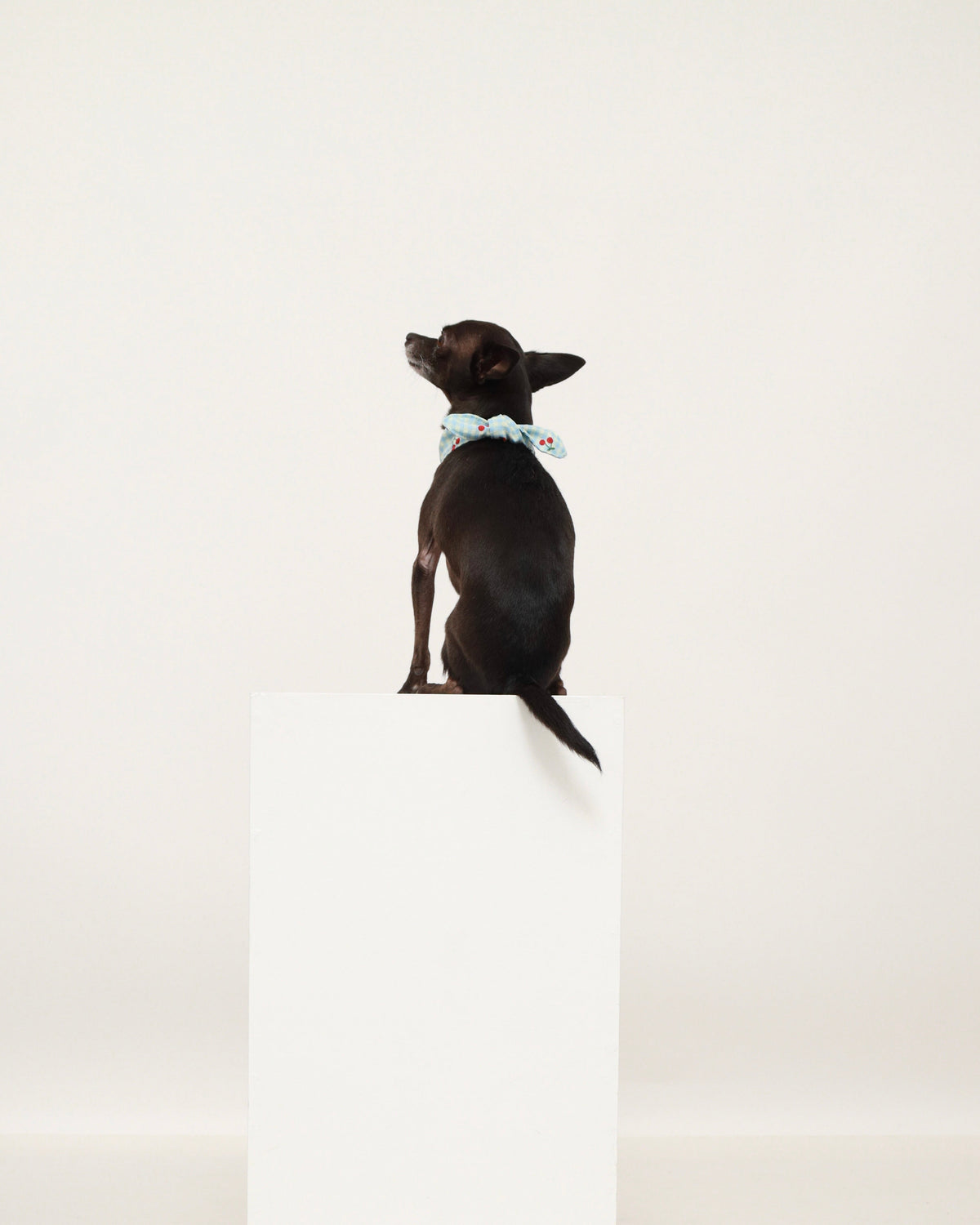 Pet neckerchief on small dog: light blue gingham with red cherry pattern