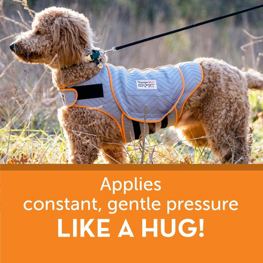 Gray ThunderShirt vest with orange trim on a dog, showing wraparound coverage