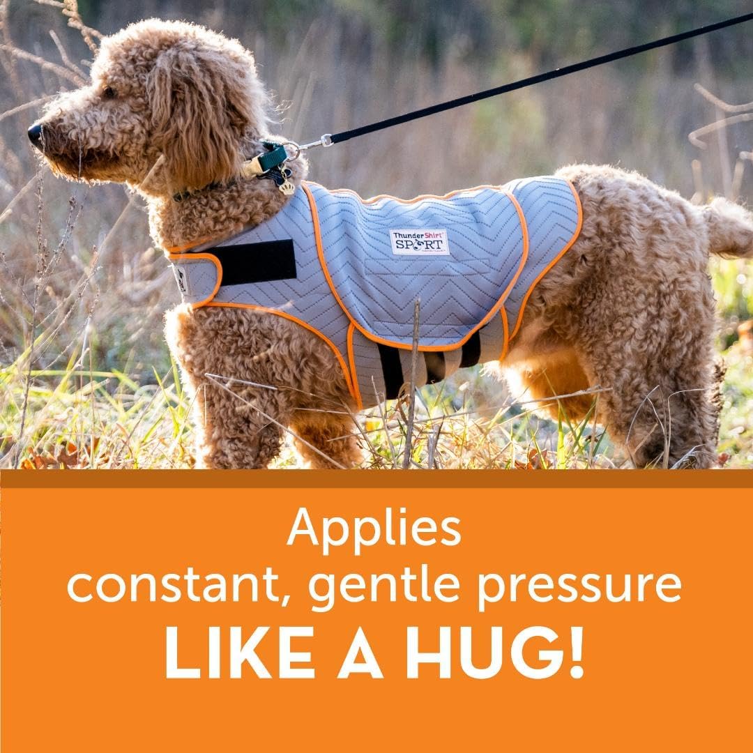 Gray ThunderShirt vest with orange trim on a dog, showing wraparound coverage