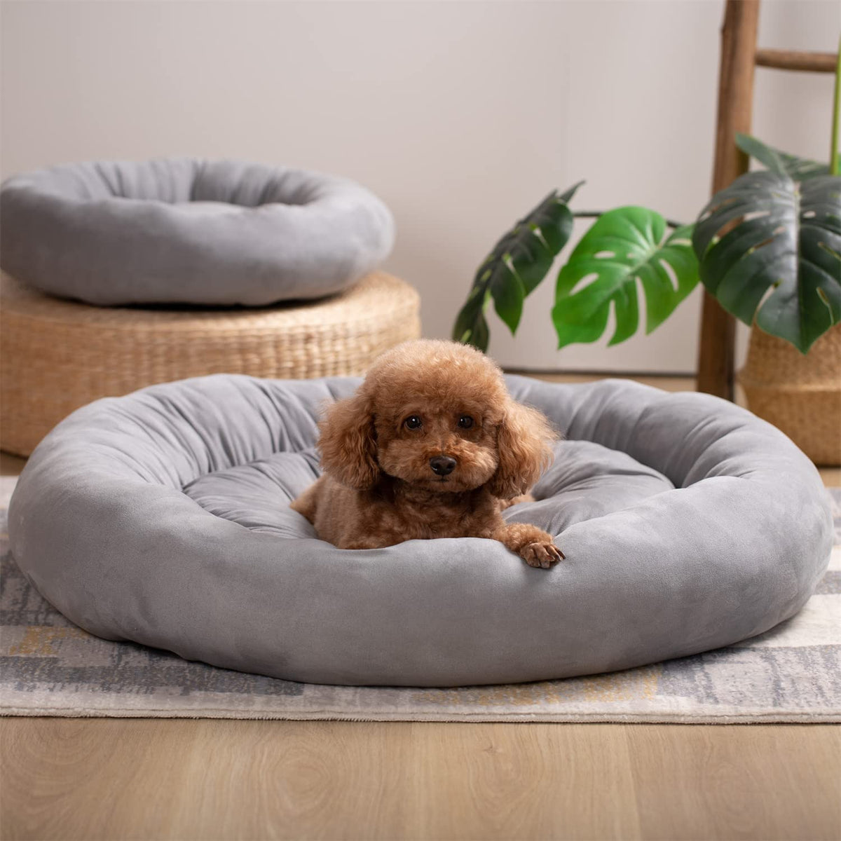 Gray round dog bed cushion with brown poodle sitting in the center.