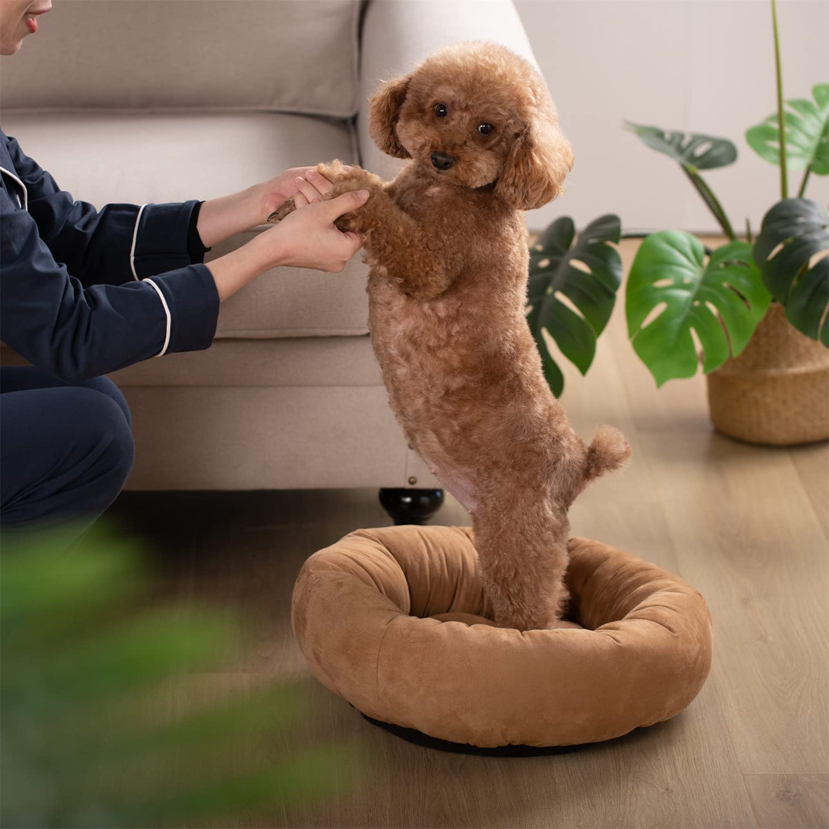 Tan round dog bed cushion with small brown poodle sitting inside.