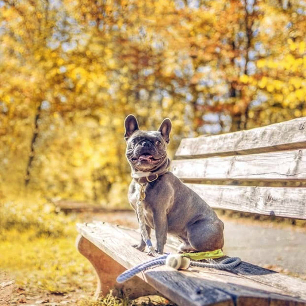Scented dog poop bags (not visible); blue-gray French bulldog sitting outdoors with toy